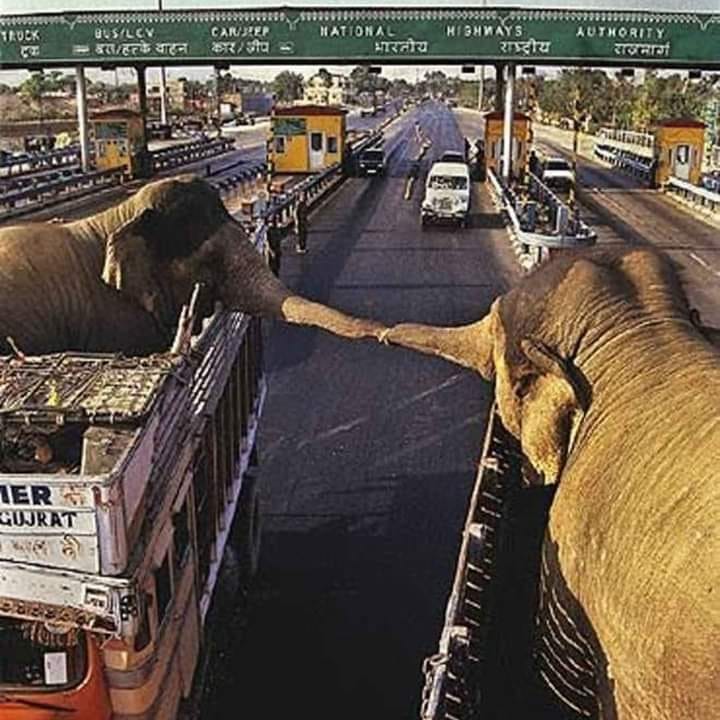 elefanten die sich berühren jpg