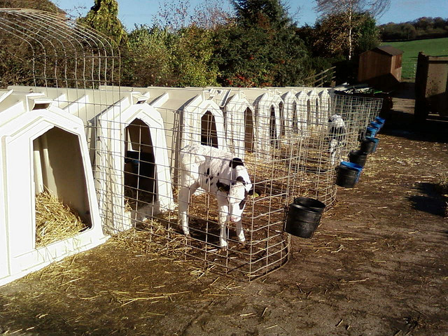 end the cage kälber