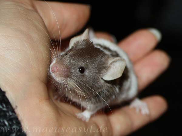 Farbmaus in Handpg