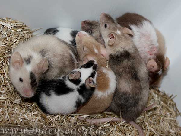 _farbmaus_mus_musculus_sozialleben-2