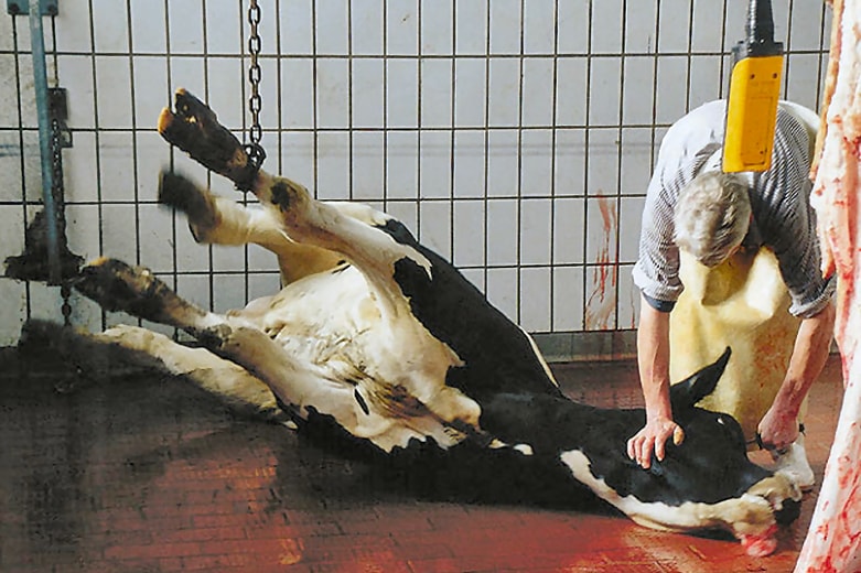 Folter einer Kuh im Schlachthof_n