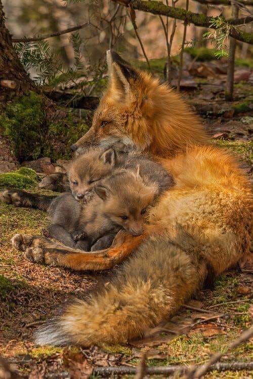 Fuchs mit ihren Kleinen