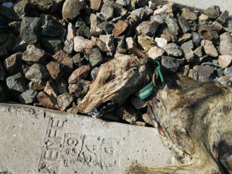 galgo auf der schienen