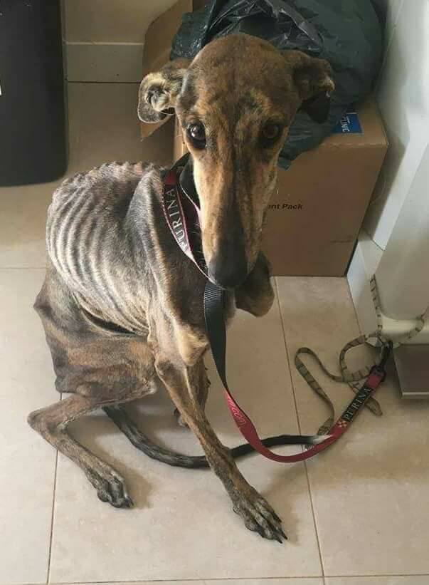 Galgo nach der Jagdsaison 3