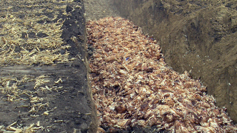 BIRD FLU DECOMPOSING BIRDS