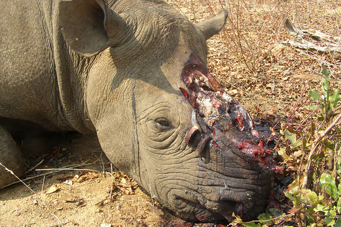 gewildertes-nashorn-jpeg