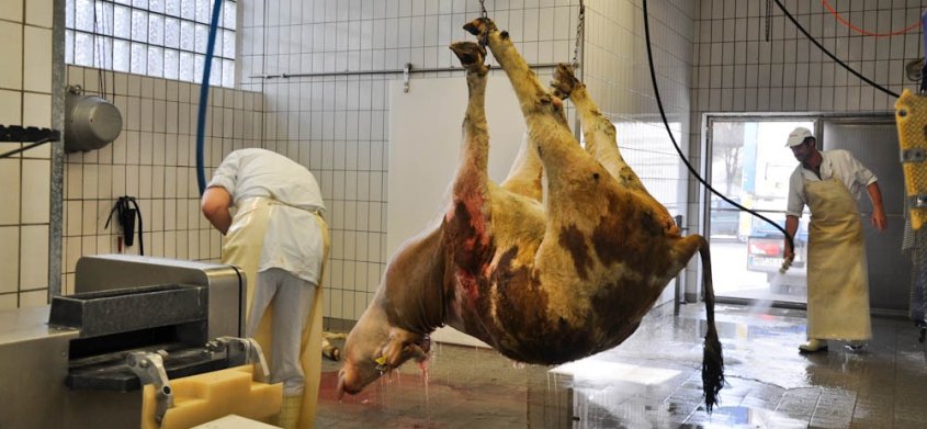 Hängende Kuh im Schlachthof_o