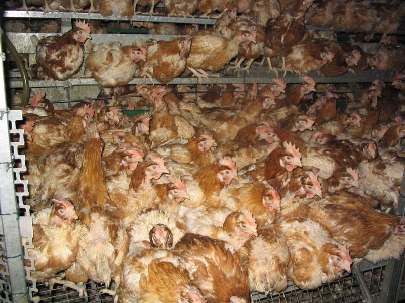 Hühner massentierhaltung