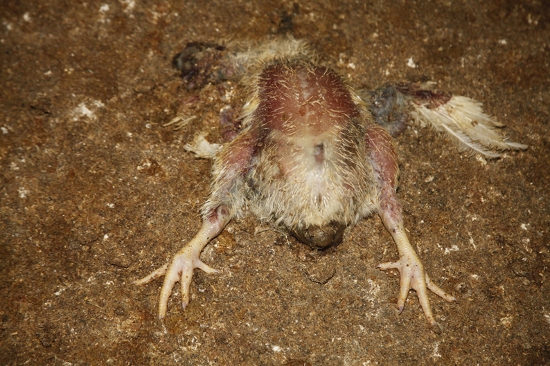 Huehner in einer Huehnermast von Wiesenhof