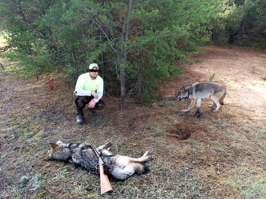 Jägermit erlegten Wölfen o