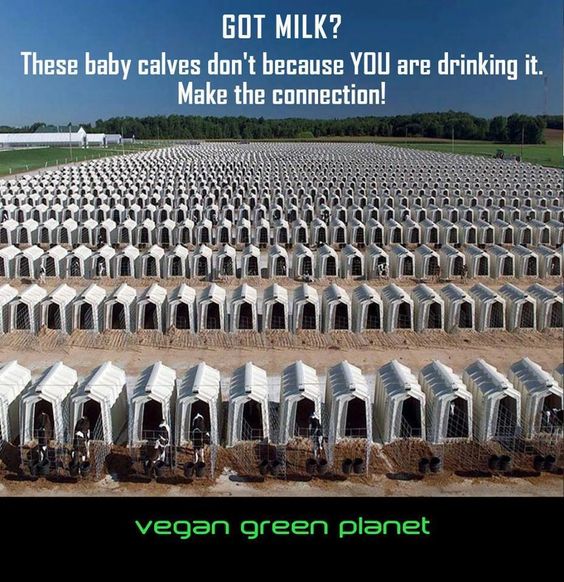 kälber friedhof 2jpg