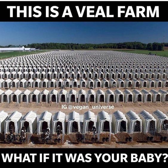 kälber Friedhof 3 c