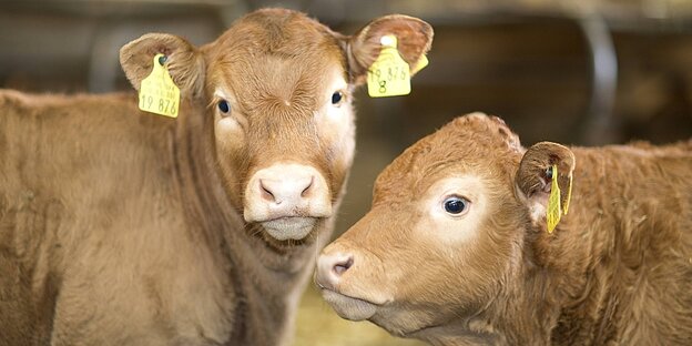Hausrind Bos primigenius f taurus zwei Kaelber im Kuhstall Portraet Deutschland domestic cattl