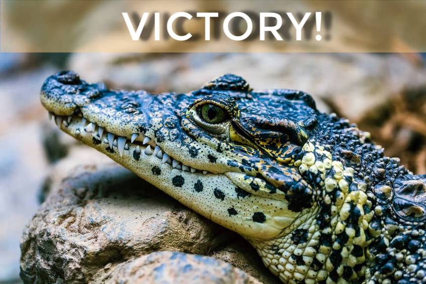 krokodilbrooks-brothers-bans-exotic-skins