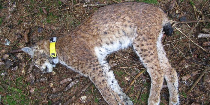 Luchs_Tessa-_c_-Nationalpark-Bayrischer-Wald_jpg