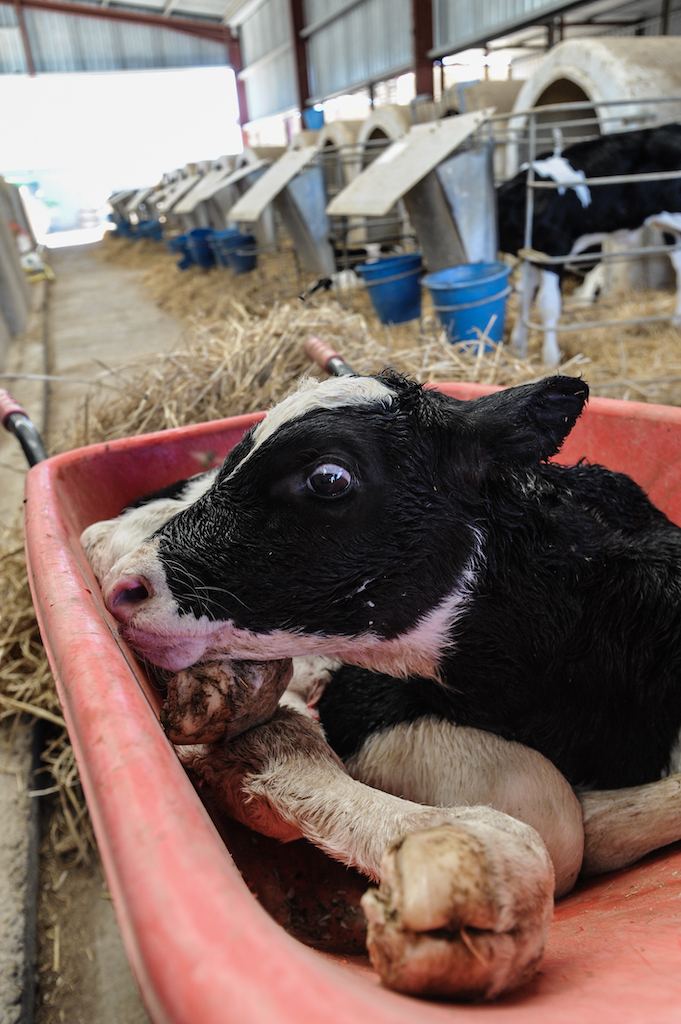 massentierhaltung-kaelber