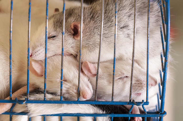 Mäuser in Laborkäfig-4