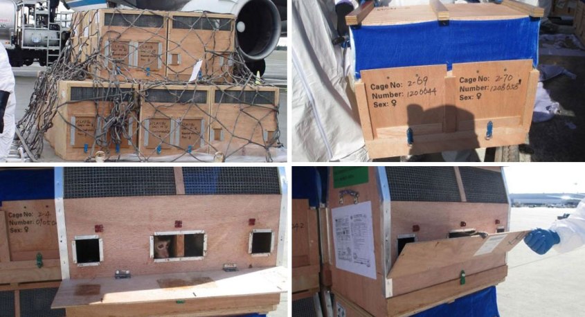 monkey-in-cage-and-arm-shipping-box-container-jpg