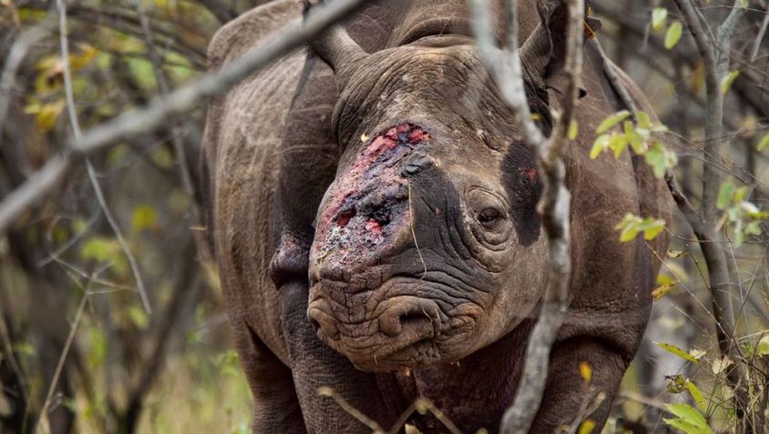 Blutige Schlacht ums Horn