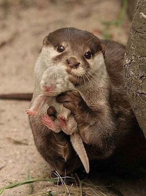 otter mit seinem Baby