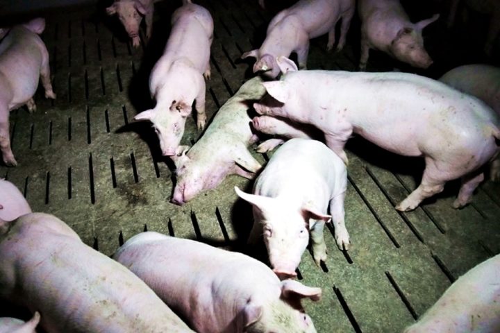 RAI-di-maiali-720x480