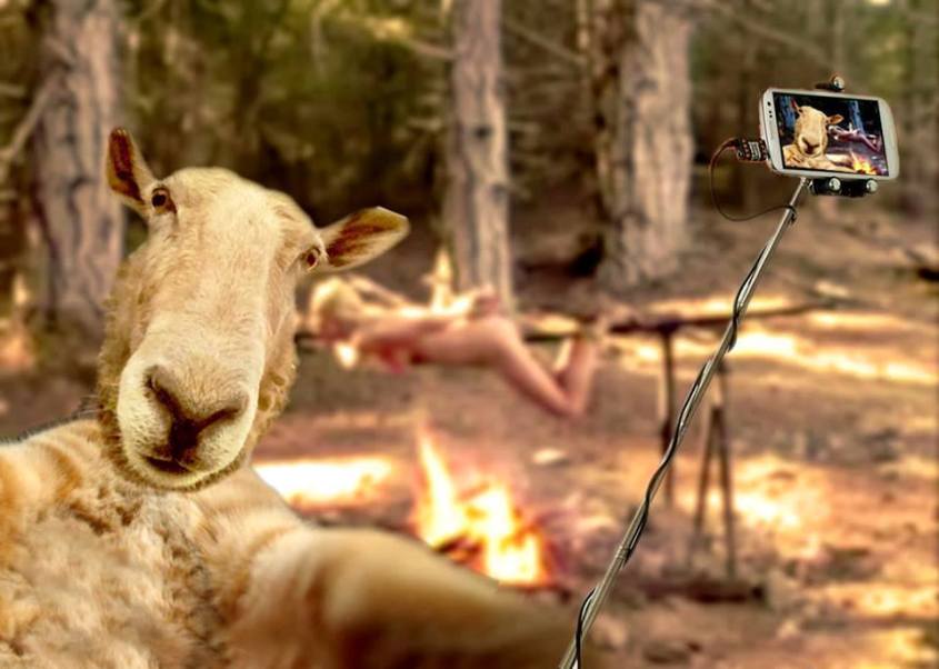 schaf mit Selfies animal peace