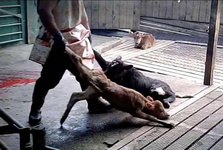 schlachter mit kälbern