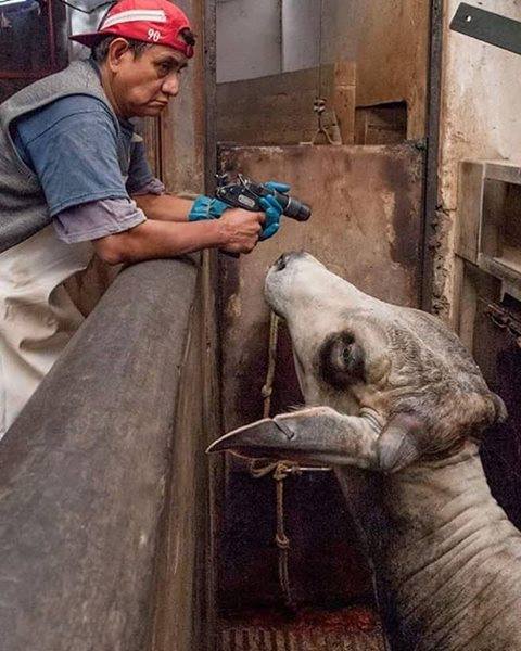 Schlachthofarbeiter mit Bold_n