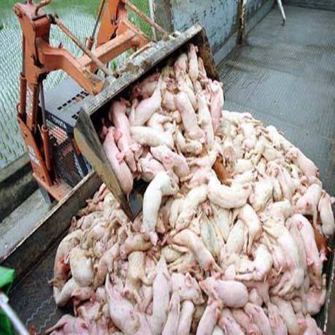 Schweine in Etsorgung mit Krahn_n