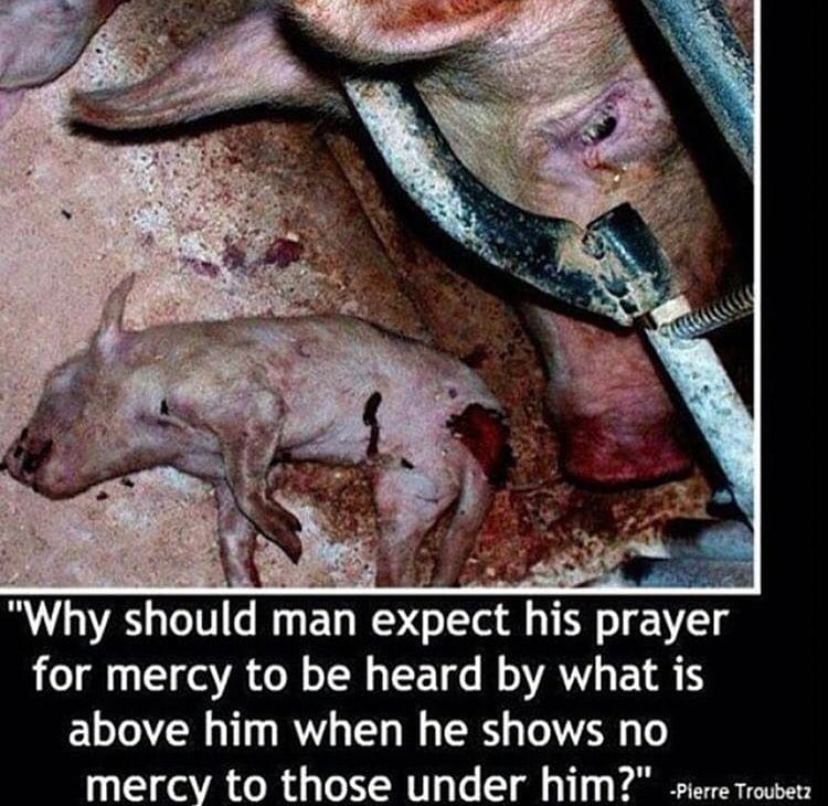 schweine Mutter mit schönem Zitatn