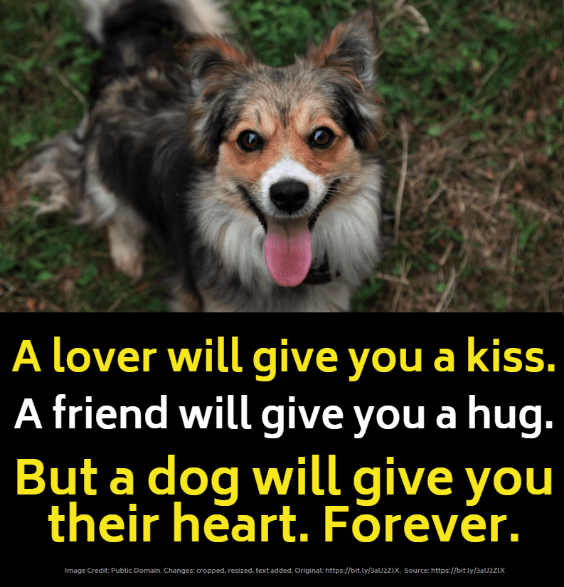 slogan über Liebe der Hundepng