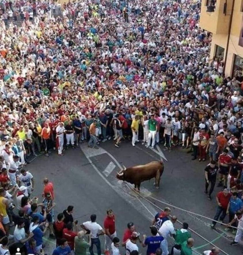 Stier eingekesselt in Menschen Meute n