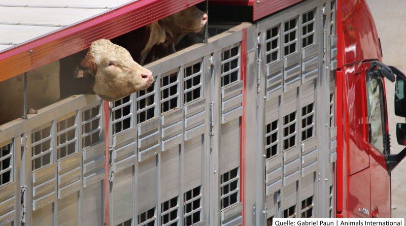 tiertransport zum Appel an die EU-Kommissionpg