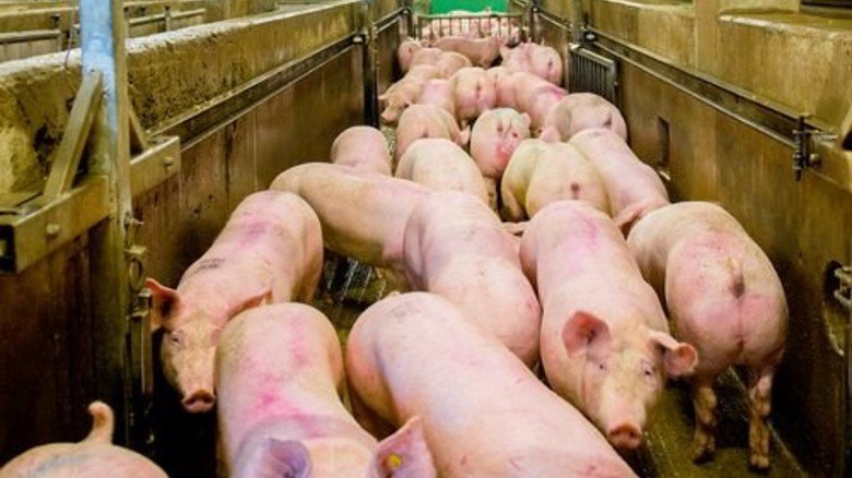 toennies_schlachthof-