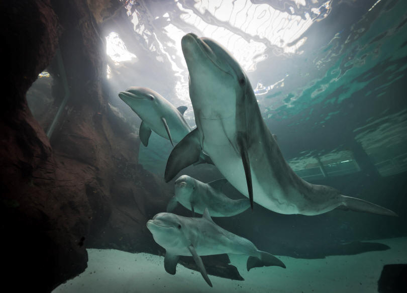Zoo_duisburg delfine Große Tuemmler