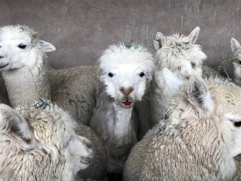 alpaca blutend jpg