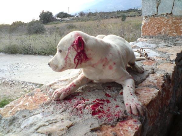 arche-noah.ch welpe mit geschnittenen Ohren_