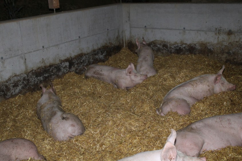 Balluch schweine 3 pg