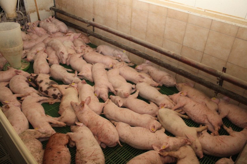 Balluch schweine 4pg