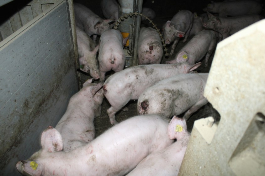 balluch schweine 7pg