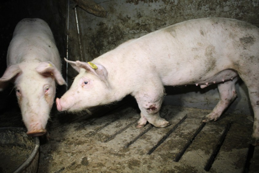 Balluch schweinespalten 1 jpg