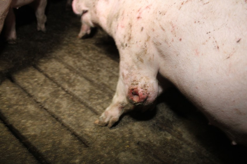 balluch schweinespalten 4pg