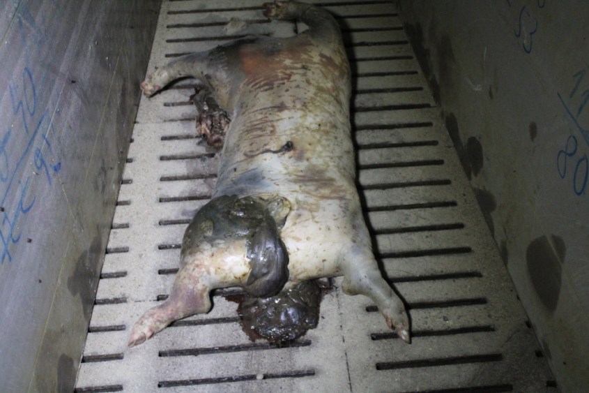 balluch schweinespalten 5jpg