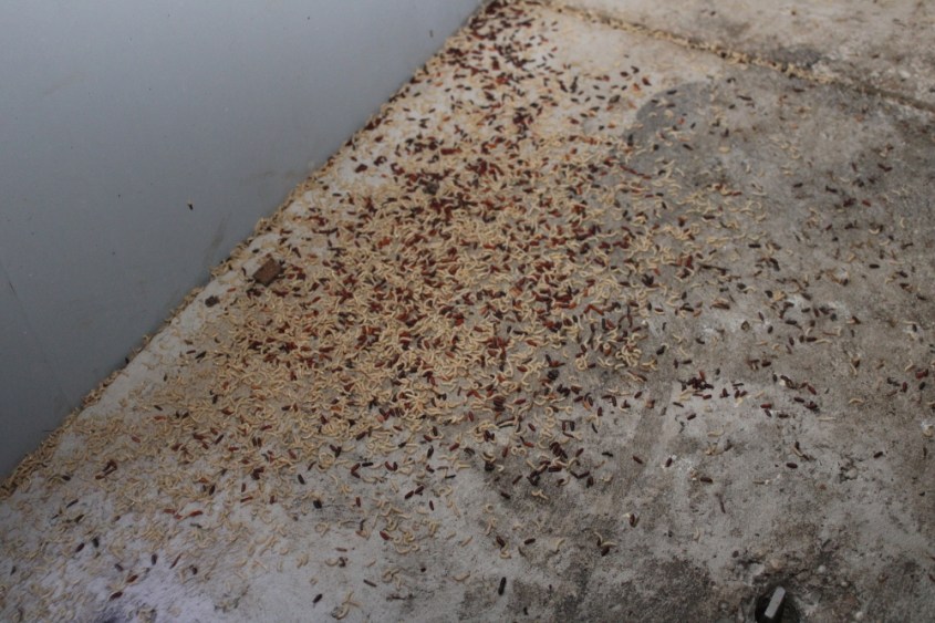 balluch schweinespalten 6