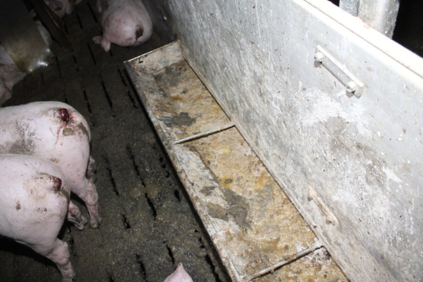 Balluch schweinespalten3jpg