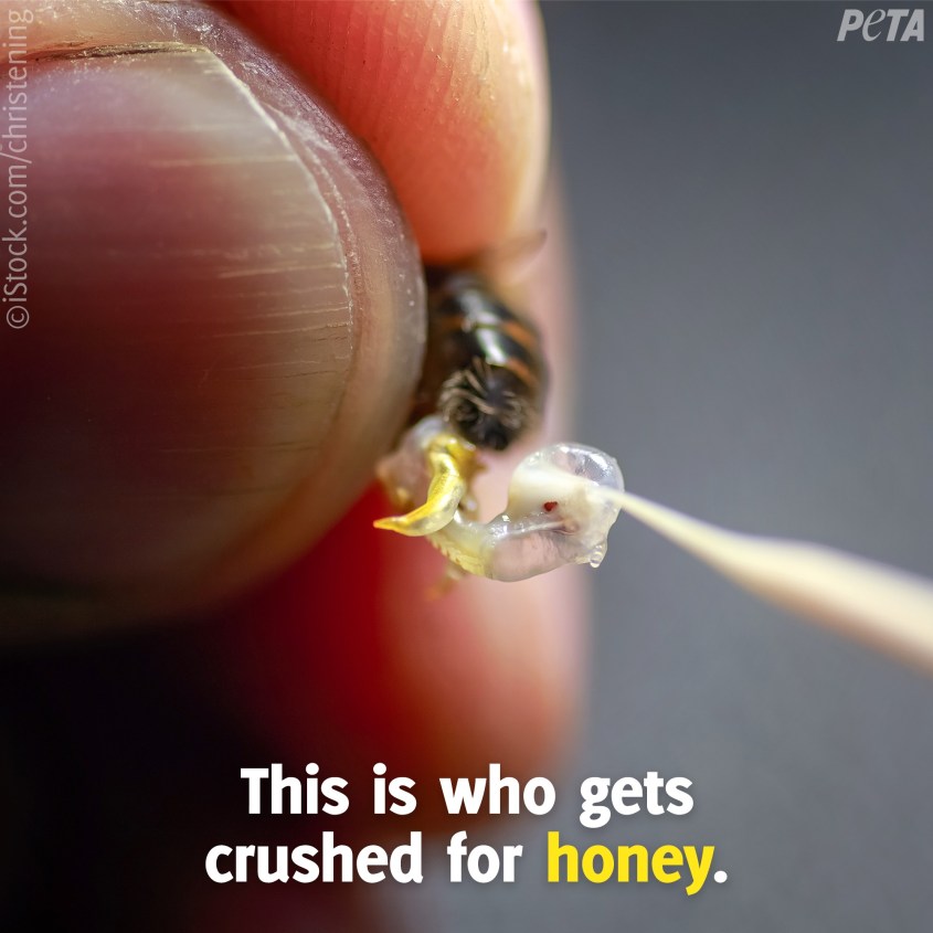 bienen und Honig