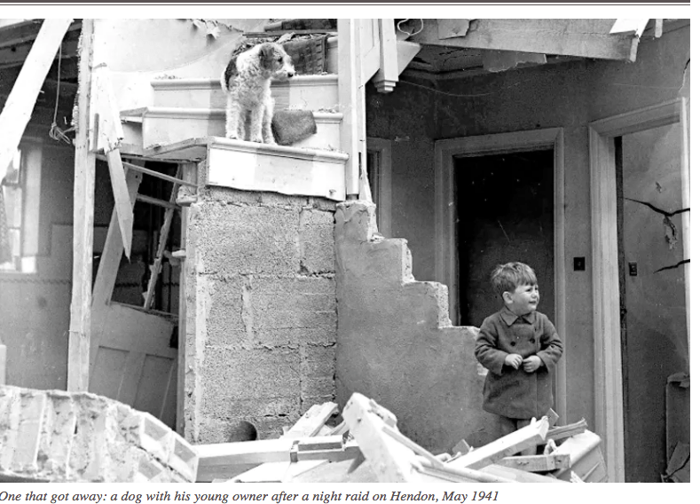 cat and dog massacre 7png