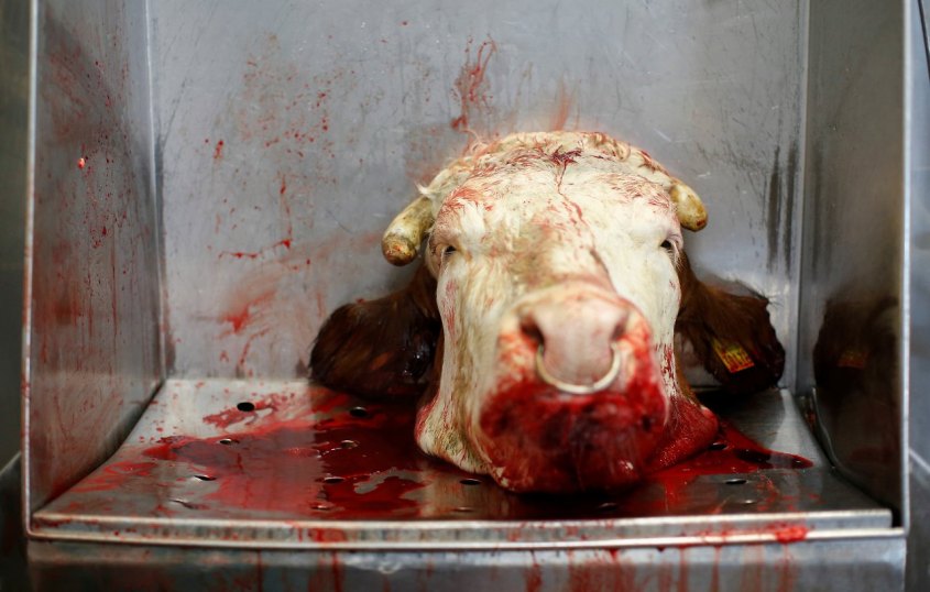 GERMANY-MEAT Kuh abgeköpft