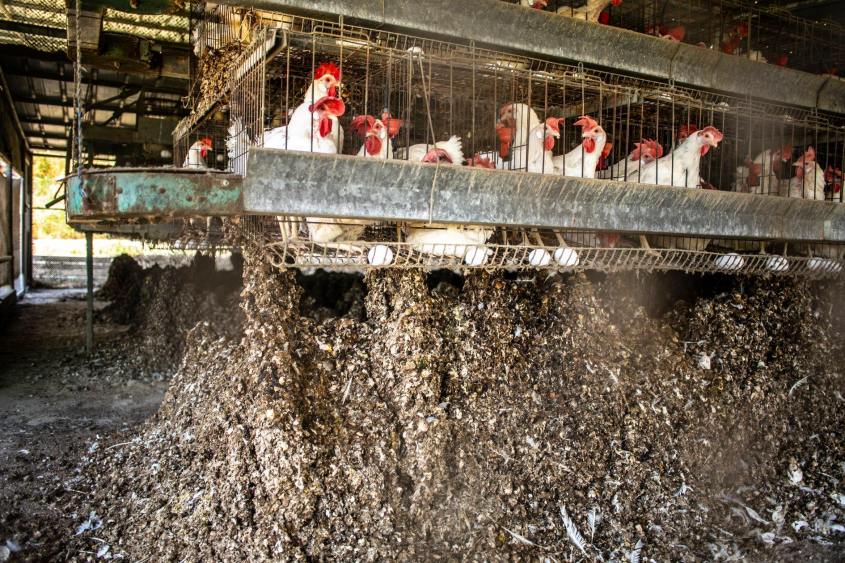 Glass Walls Hühner in Exkrementen o