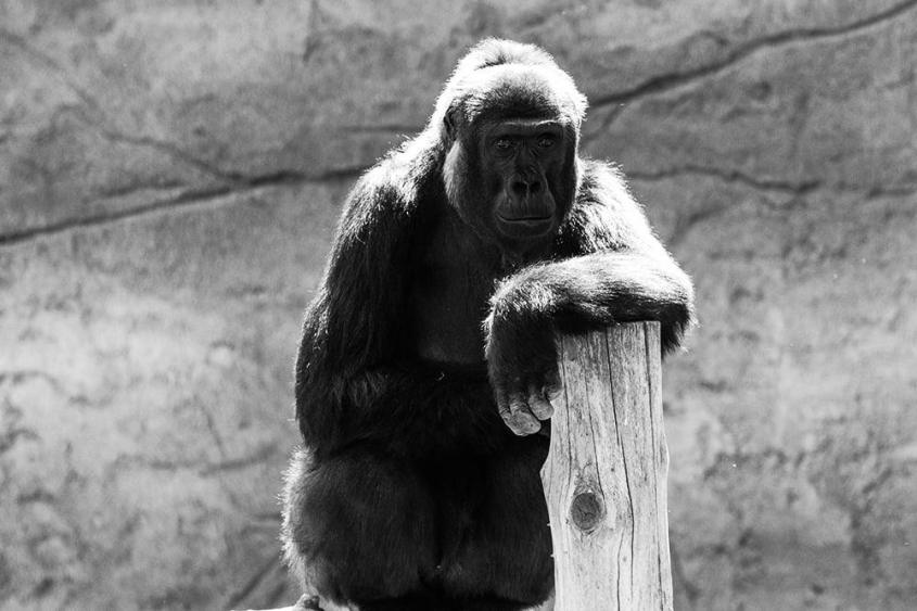 gorilla in krefeld Zoo